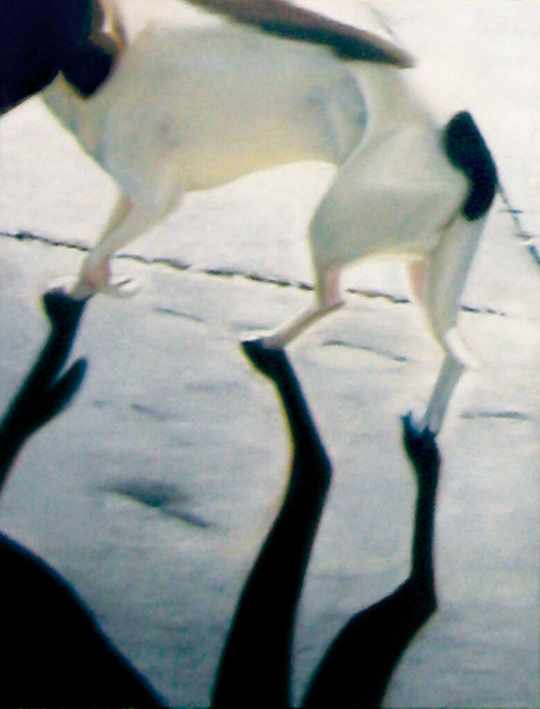 Chien > huile sur toile > 73 x 54 cm >1997